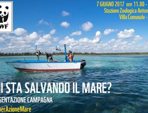 WWF 2017 – #GenerAzioneMare